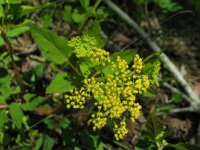 Golden Alexanders2  Golden Alexanders (Zizia aurea) traditionally used as a poltice to heal wounds and reduce fever.